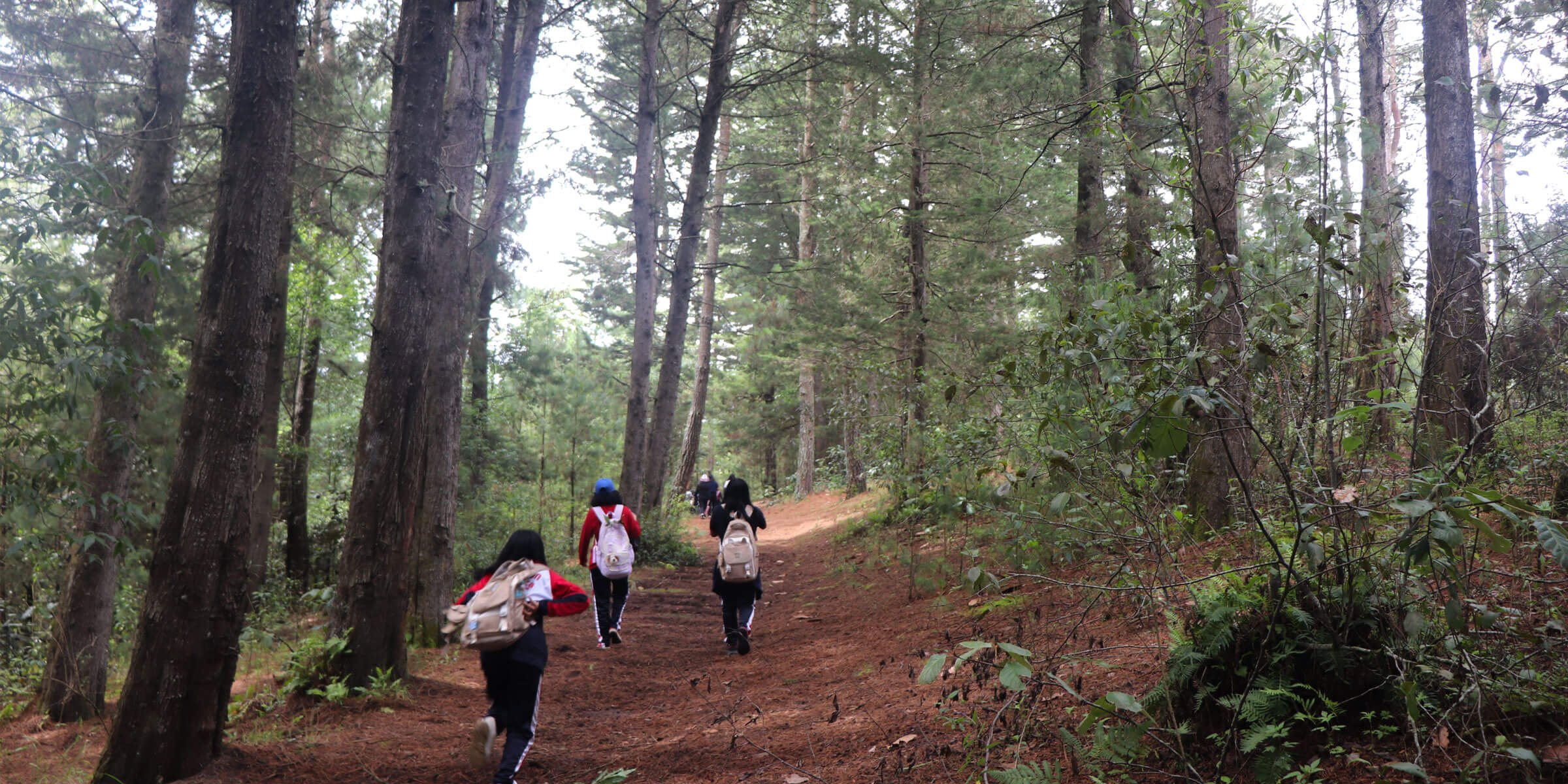 Trees that Help Build Community