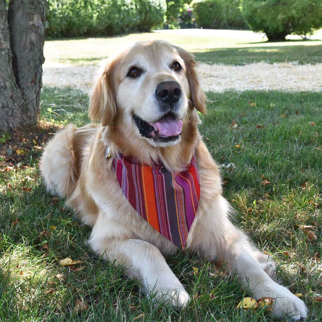 Hand woven Dog Bandana