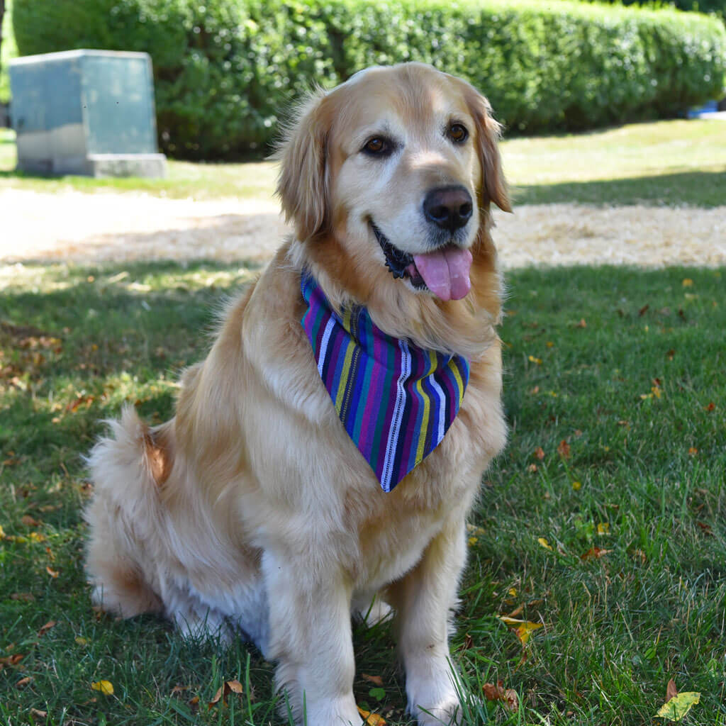 Hand woven Dog Bandana