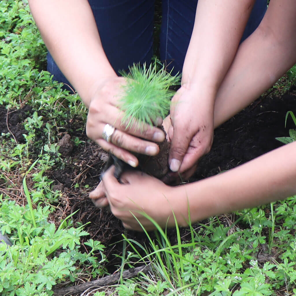 Buy a Dozen Saplings to Plant in Cajola