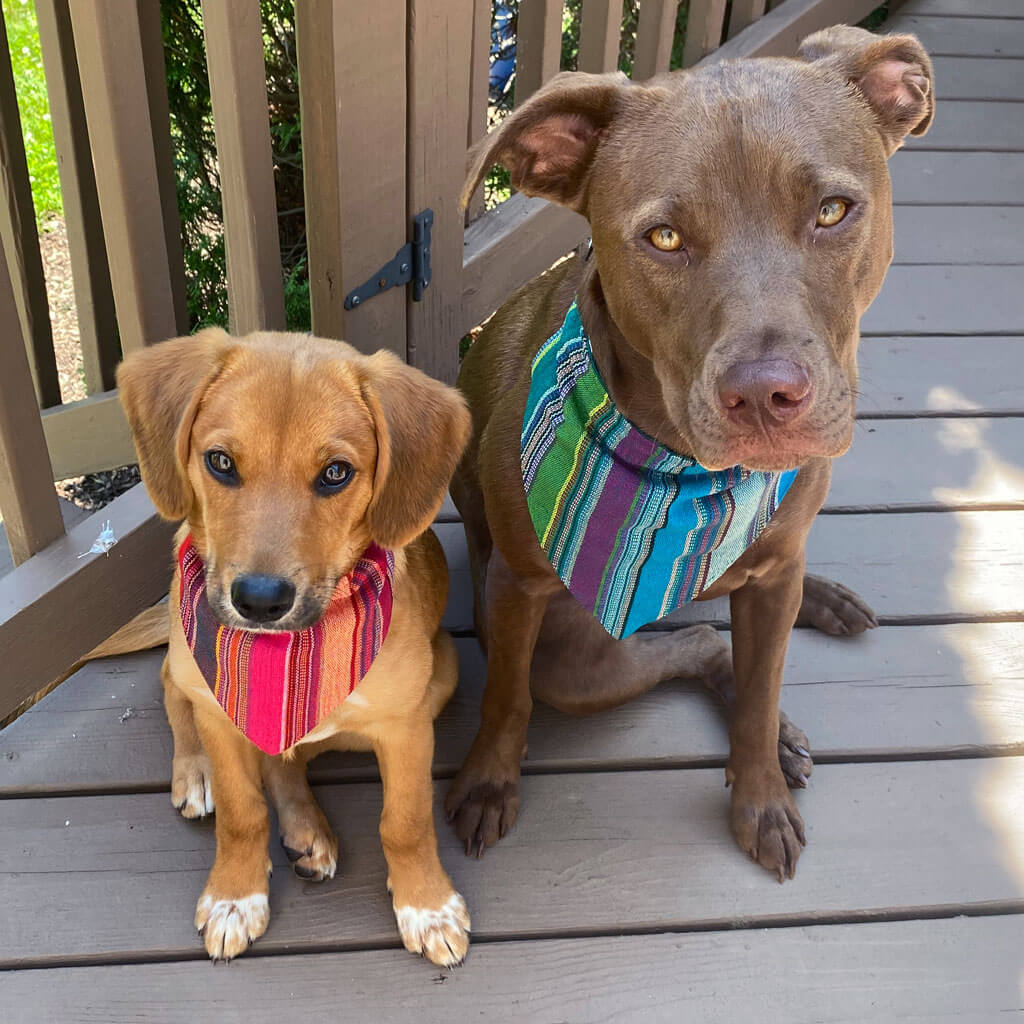 Dog Bandanas