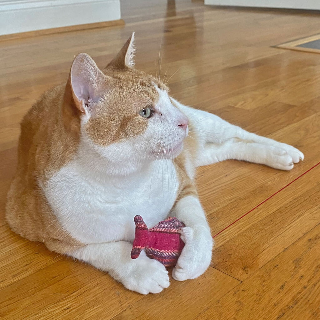 cat with magenta catnip fish toy