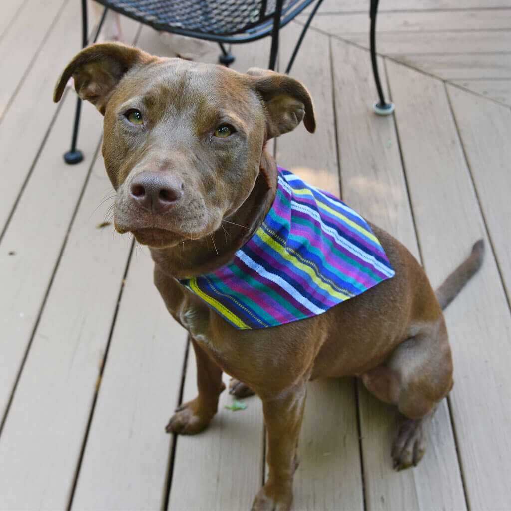 Hand woven Dog Bandana
