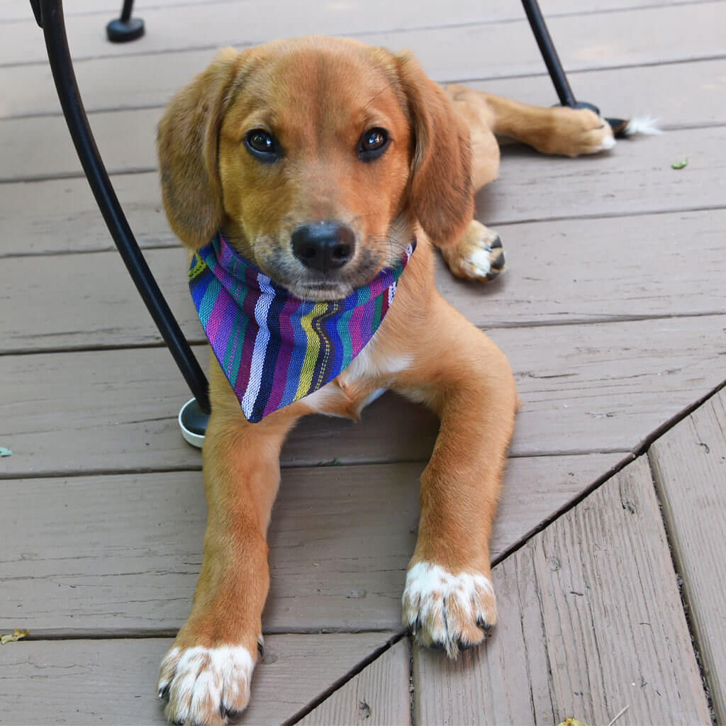 Hand woven Dog Bandana