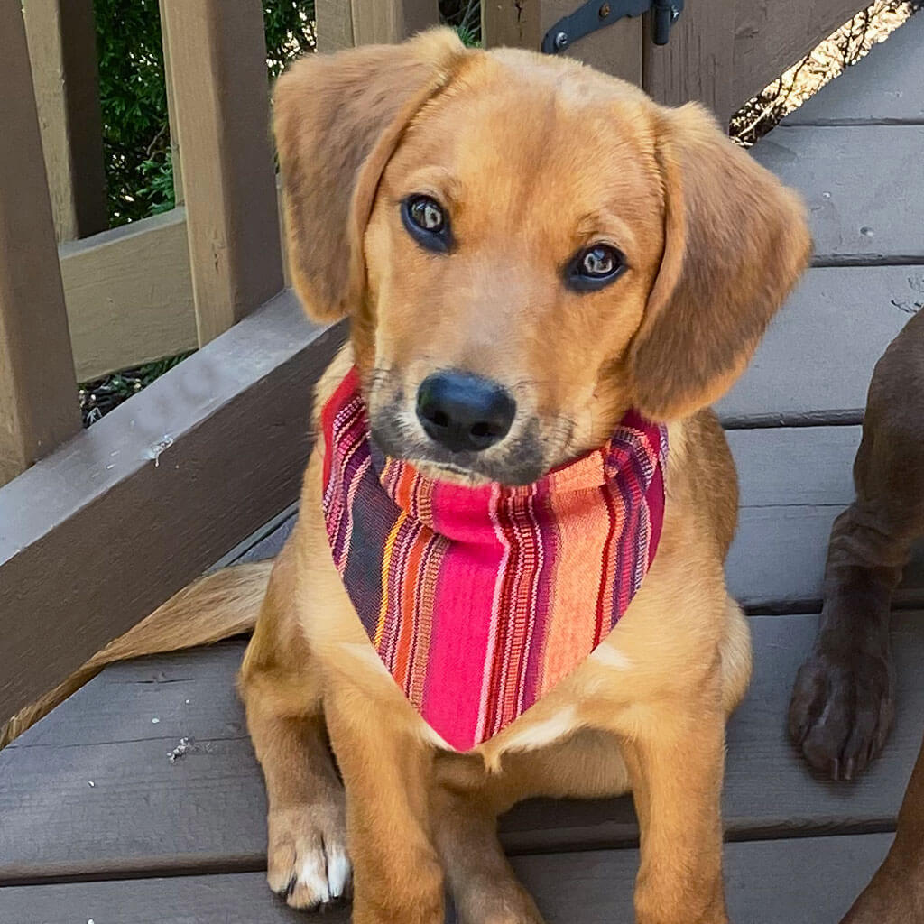 Hand woven Dog Bandana