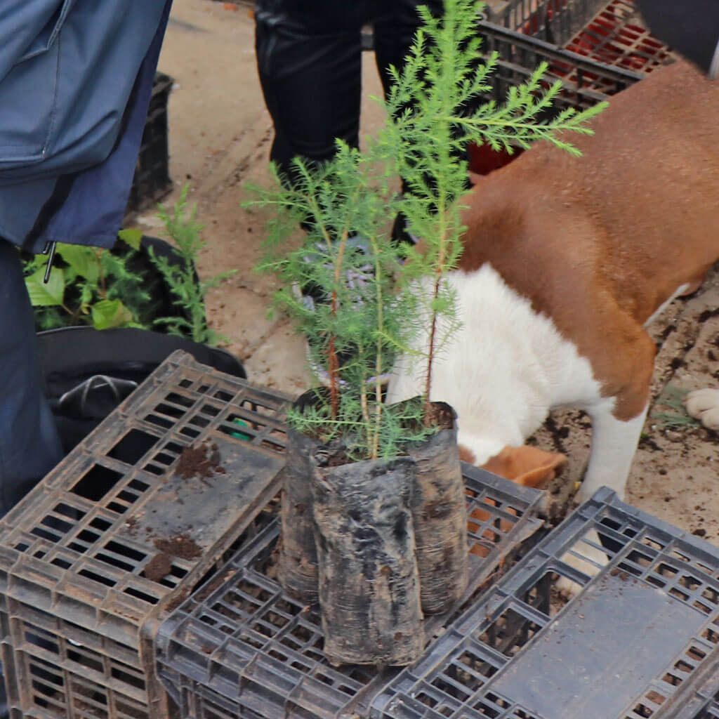 Buy a Dozen Saplings to Plant in Cajola